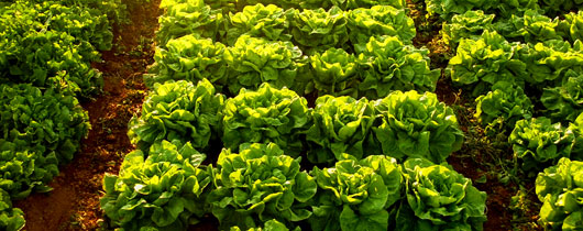 horta1 horta1