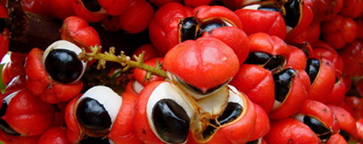 guarana guarana