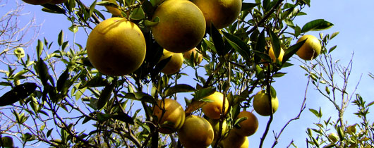pera-laranja pera-laranja