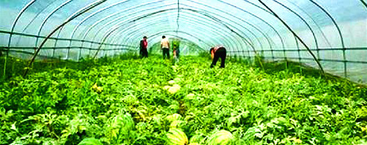 melancia-cultivo-estufa melancia-cultivo-estufa
