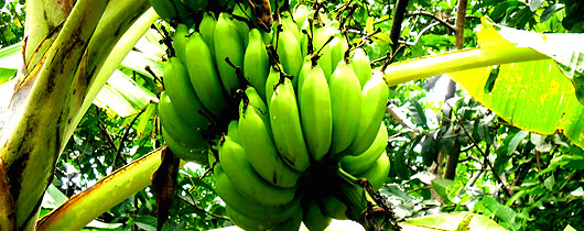 bananeira-lucro bananeira-lucro