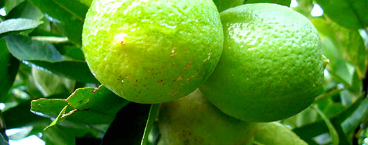 limao-tahit-lucro limao-tahit-lucro