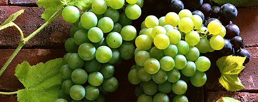 uva-fruta-doce uva-fruta-doce
