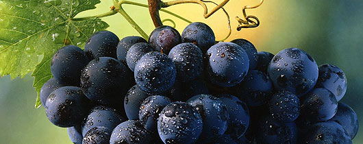 uva-fruta uva-fruta