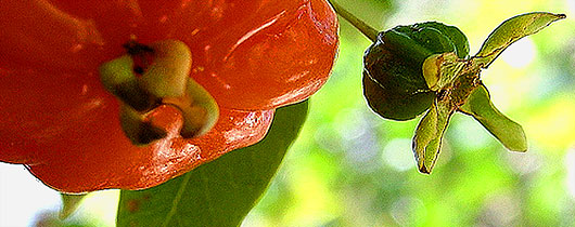 frutas-selvagens-brasileiras